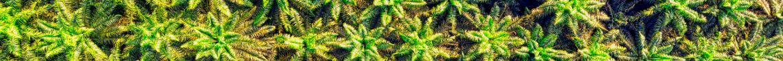 Ingredienti cosmetici sostenibili: l’olio di palma…